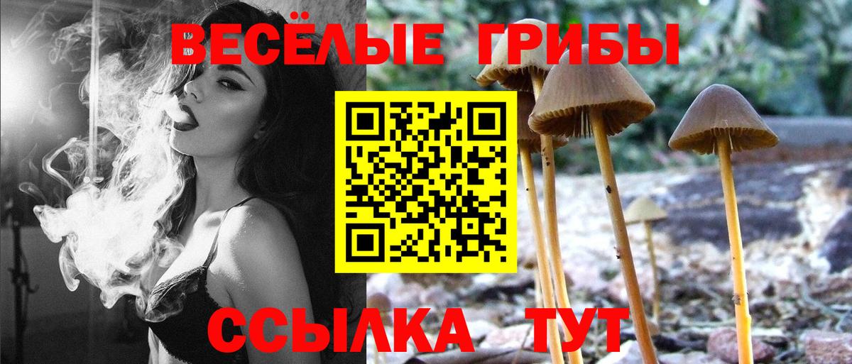 Курчалой  Галлюциногенные грибы Psilocybine cubensis  купить  цена  Вход с VPN 